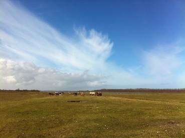 Paarden en runderen